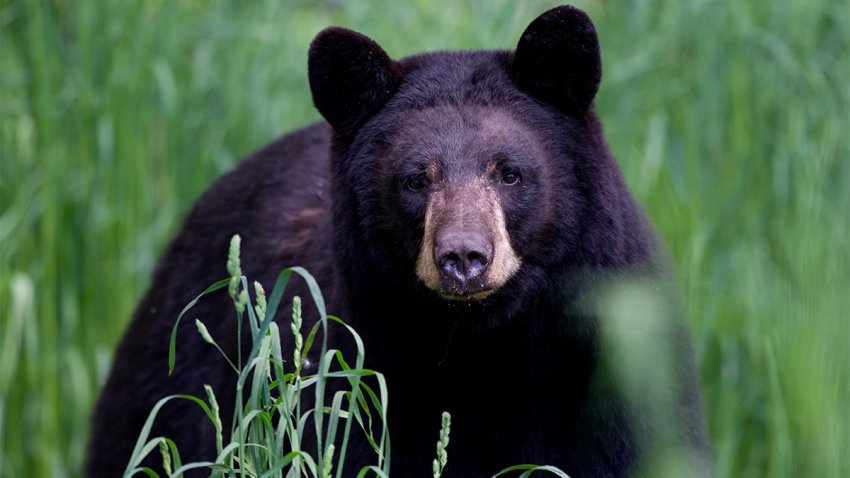 Deep Warns Of Unprecedented Number Of Interactions With Black Bears In Connecticut Nbc Connecticut Deep Warns Of Unprecedented Number Of Interactions With Black Bears In Connecticut Nbc Connecticut