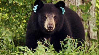 bear meaning|TikTok Search