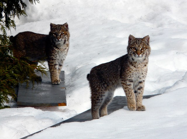 Bobcats