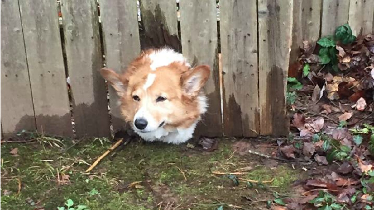 Branford Firefighters Rescue Dog Stuck in Fence, Save Woman Who Had