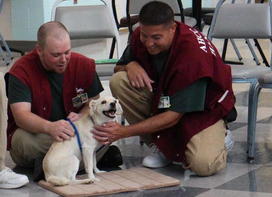Prison Dog Training Programs Rehabilitate Canines and Cons NBC
