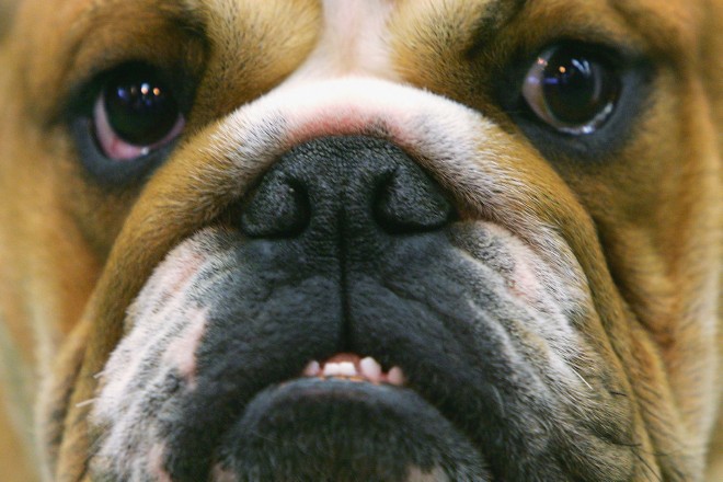 Bulldog_52374664