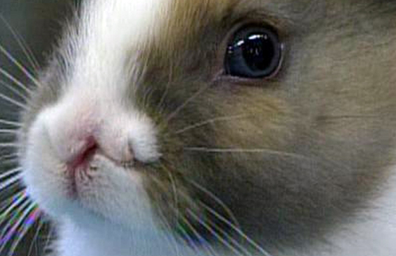 This Bunny Has Two Noses – NBC Connecticut