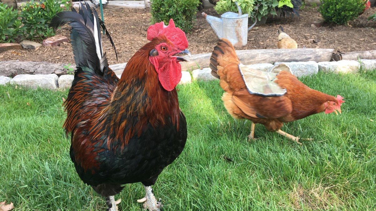 Ruffled Feathers Chickens Swelter in the Heat NBC Connecticut