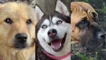Camden County Animal Shelter Butvcher Dog Adoptions