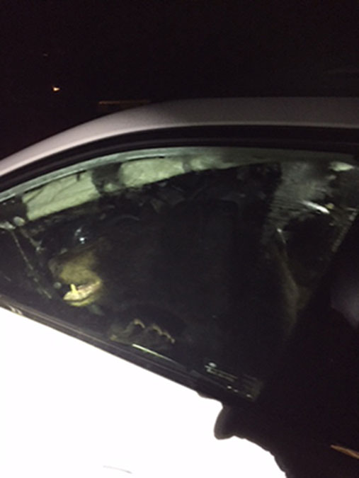 When police opened the car door, this bear walked out. Them police warned Morad about the condition of her car. The dashboard, the leather seats, the trunk and the hatchback were all torn to pieces.