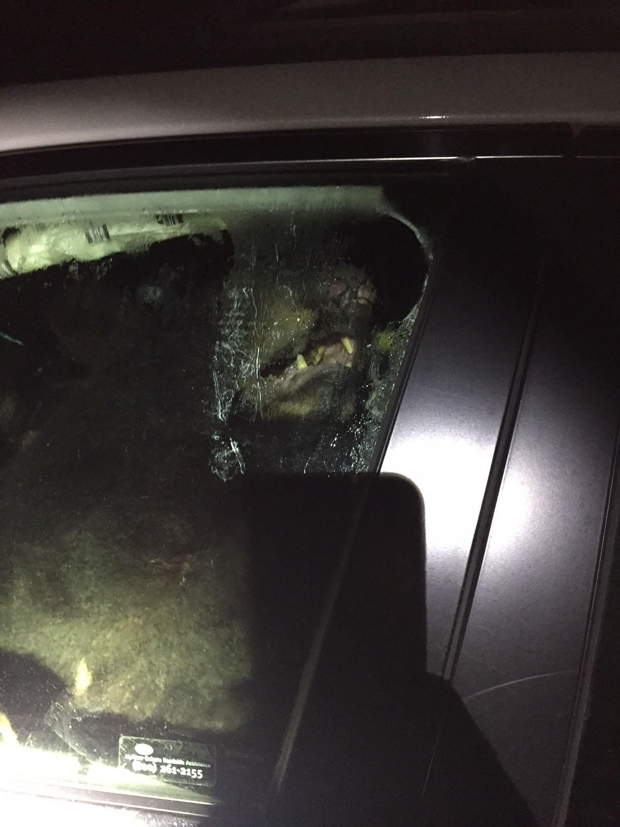 The bear had somehow gotten in through the unlocked driver’s side door of the vehicle and became frantic when the door closed.