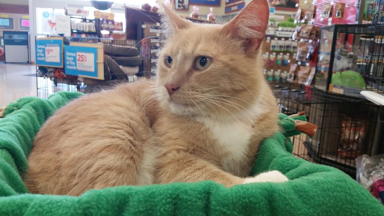 Special Clear The Shelter Pets Nbc Connecticut