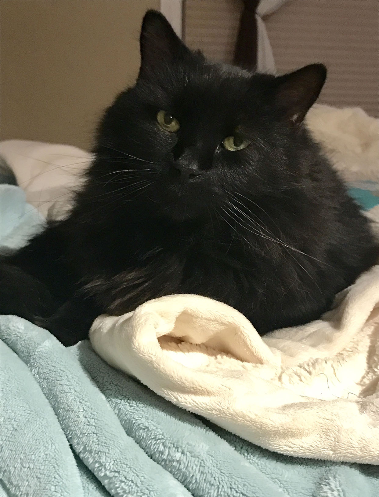 Your International Cat Day Photos Nbc Connecticut