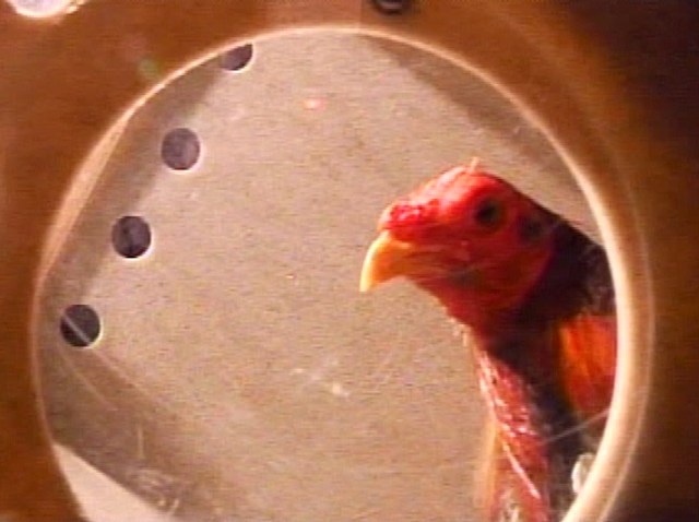 Cockfighting Ring Bust