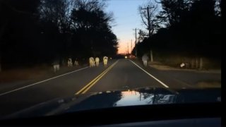 Cows on a road in Connecticut