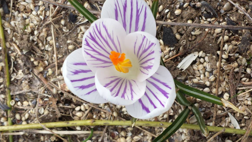 CrocusThumb