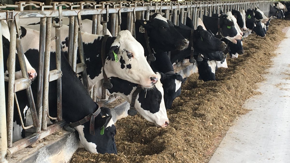 Bird flu confirmed at three Texas Panhandle dairies – NBC Connecticut