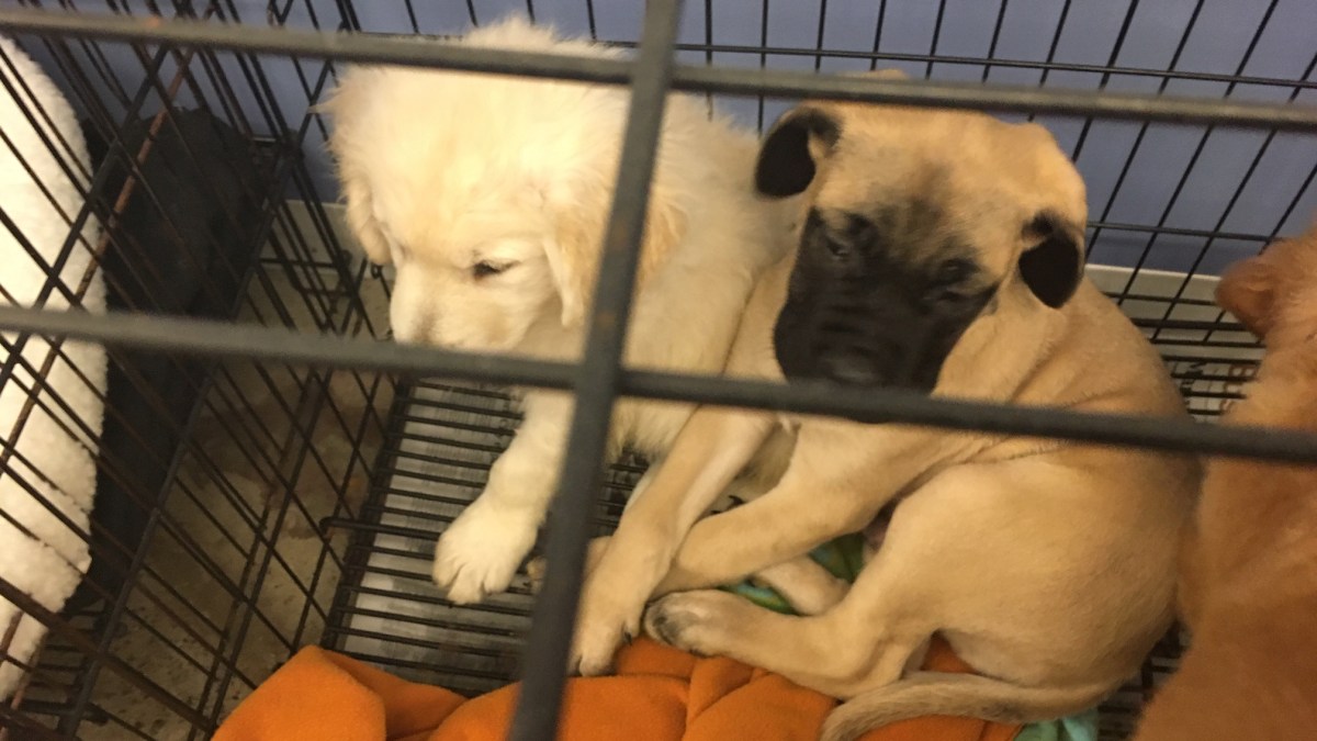 Danbury Pet Store Owner Praises Good Samaritans Who Rescued Puppies