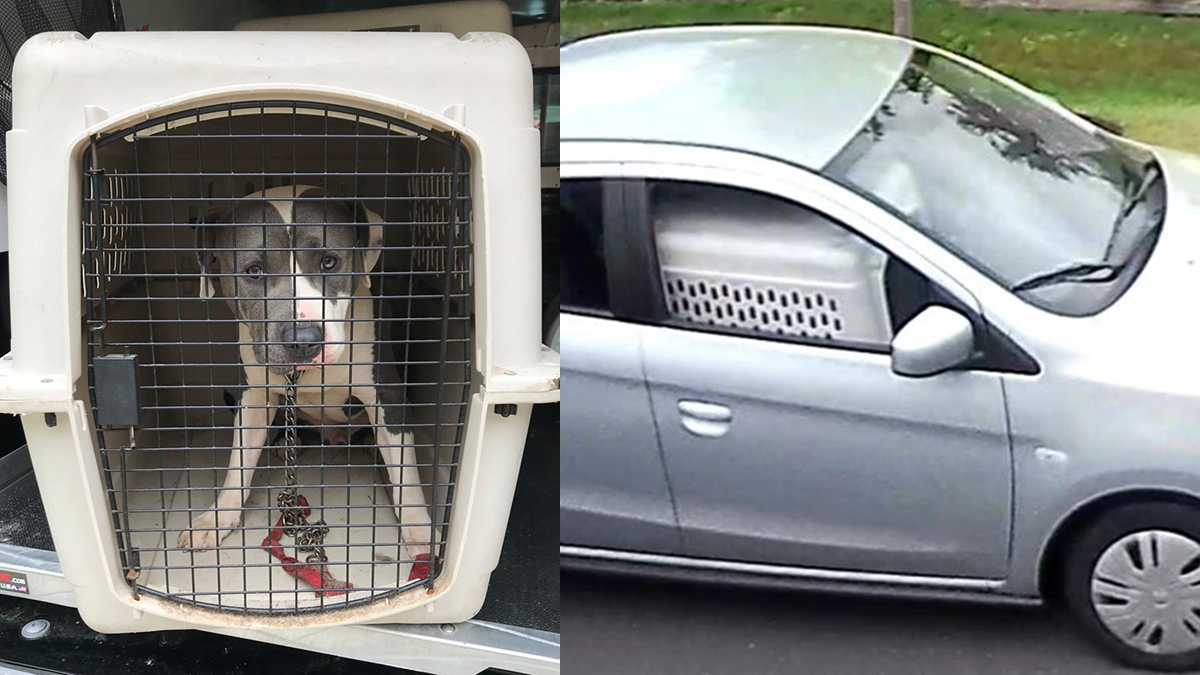 Dog in Crate Abandoned in Windsor: Animal Control – NBC Connecticut