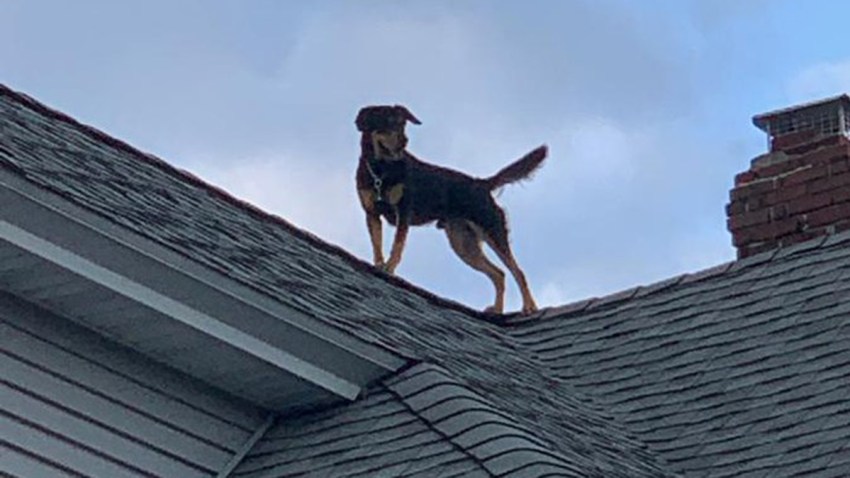 Dog on Roof in Bridgeport