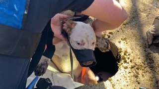 Dog after being rescued from well in Montville