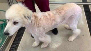 Dog seized from farm in Suffield is shaved