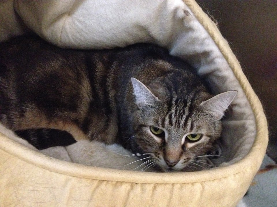 Special Clear The Shelter Pets Nbc Connecticut