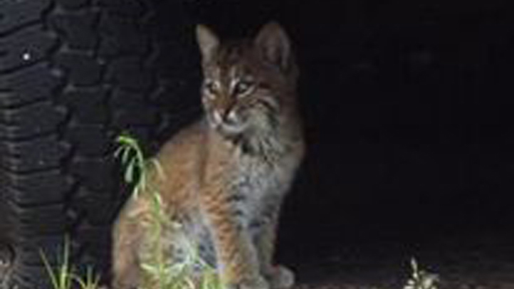 Adorable Bobcat Cubs Spotted In Farmington Nbc Connecticut 