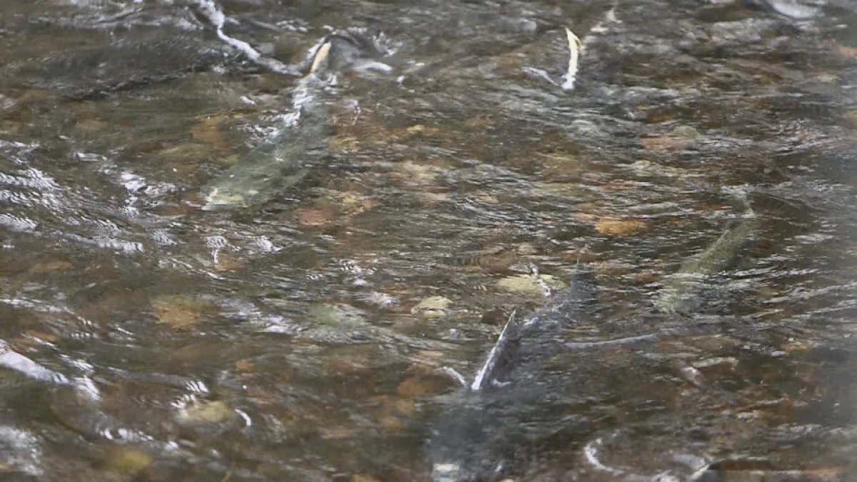 Elevated PFAS Levels Detected at Hockanum River in Vernon - Vimarsana News