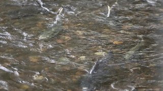 Fish in river1