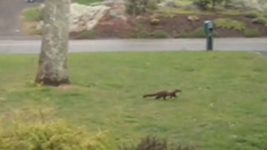 Fisher cat pic