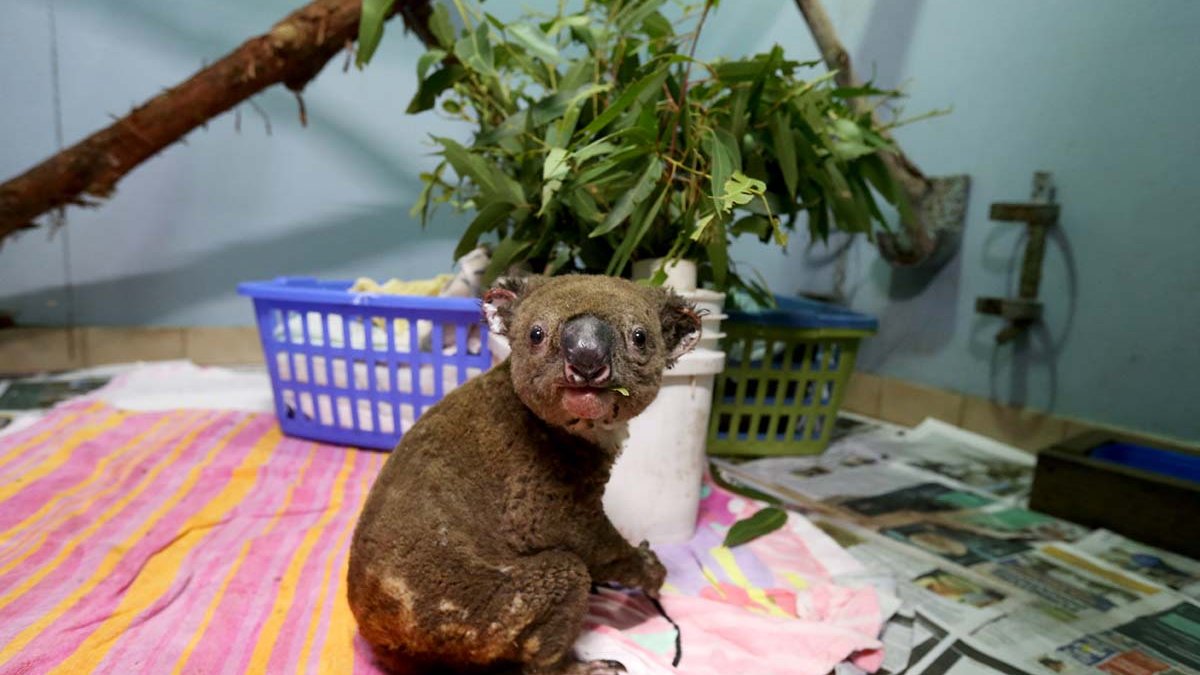 Thousands of Koalas Feared Dead in Australia Wildfires NBC Connecticut