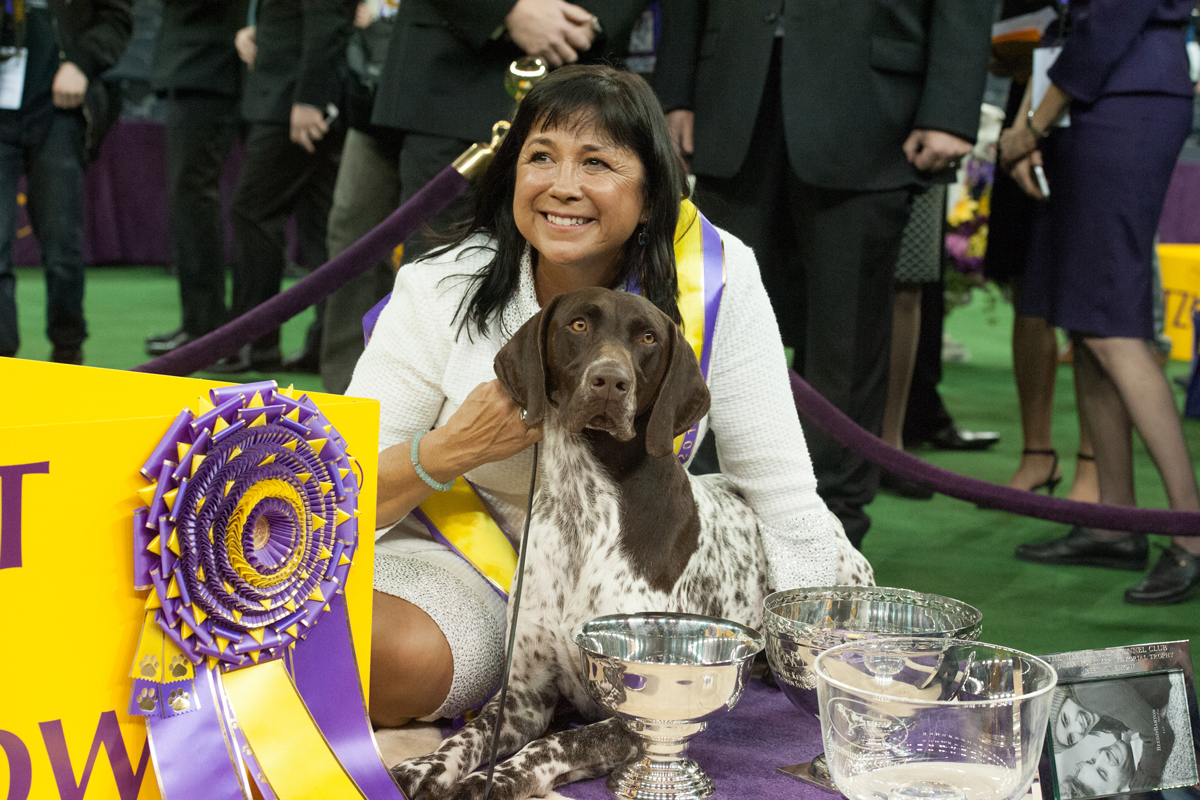 Canines Show Off At Westminster Dog Show Nbc Connecticut