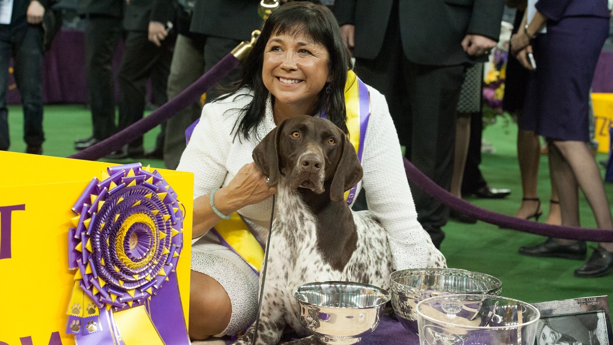 Canines Show Off At Westminster Dog Show Nbc Connecticut