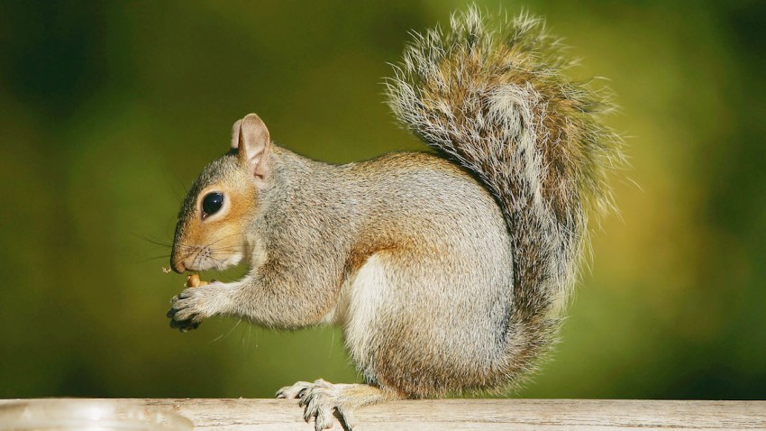 SB002_squirrel