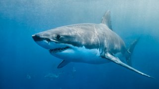 A great white shark swimming