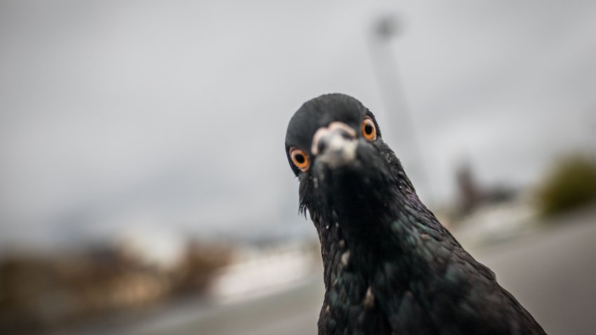 In this Nov. 17, 2016, file photo, a pigeon looks in the photographer’s camera.