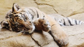 File Image: Portrait of tiger lying down