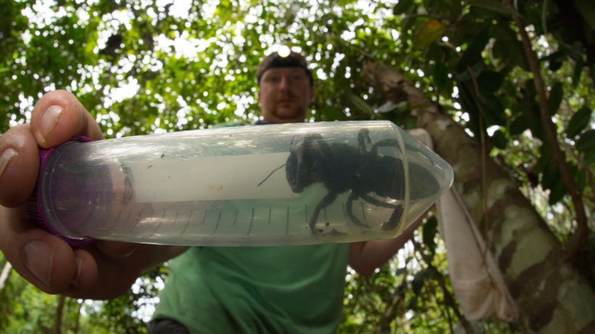 Giant-Bee