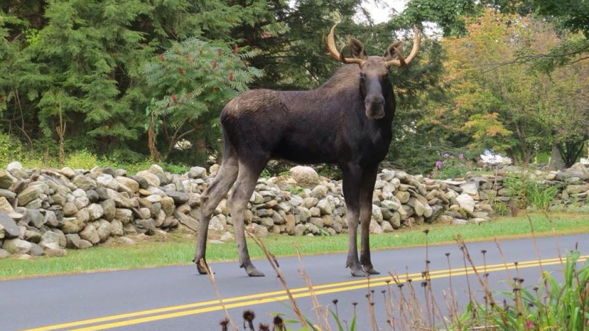 Drivers warned to look out for moose spotted near I-91 in Windsor Locks - Vimarsana News