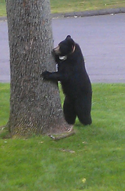 VIDEO: Bear pair plays in Avon woman's front yard