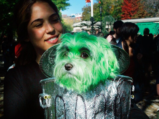 Halloween-dogs