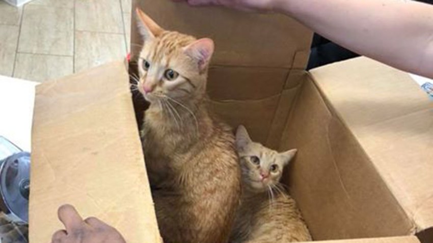 Cats Abandoned in Box in Hartford Brought in From Cold NBC Connecticut