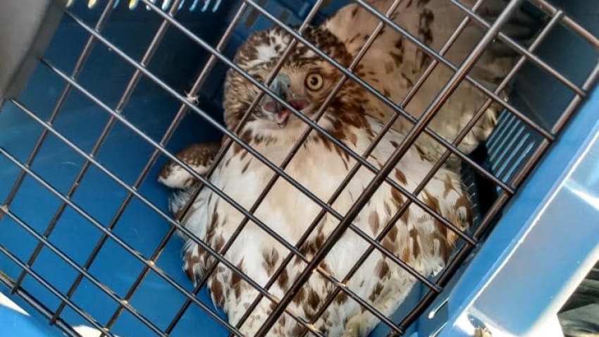 Hawk in a carrier