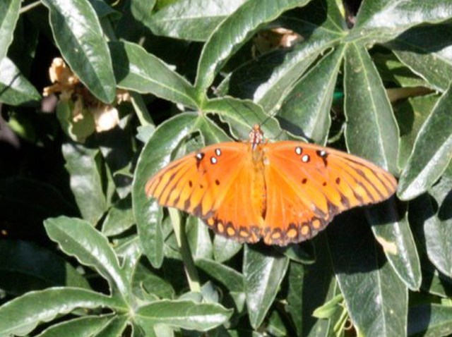 Butterfly in Santee