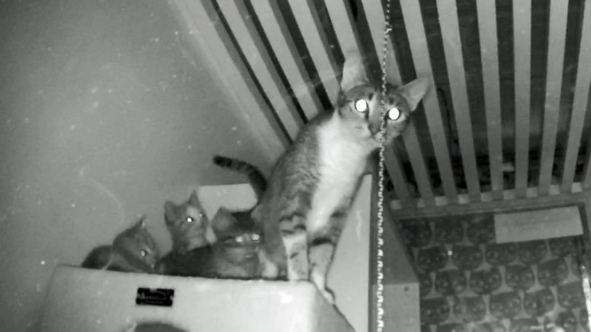 KITTEN CAM FINAL