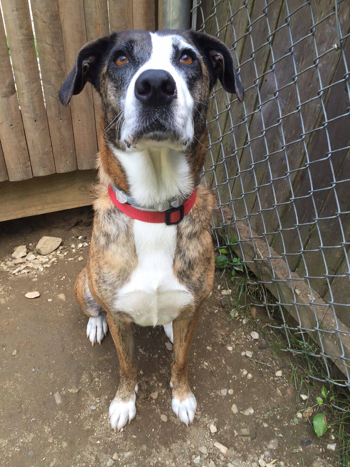 Special Clear The Shelter Pets Nbc Connecticut