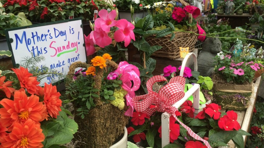 MOthers day flowers 1200