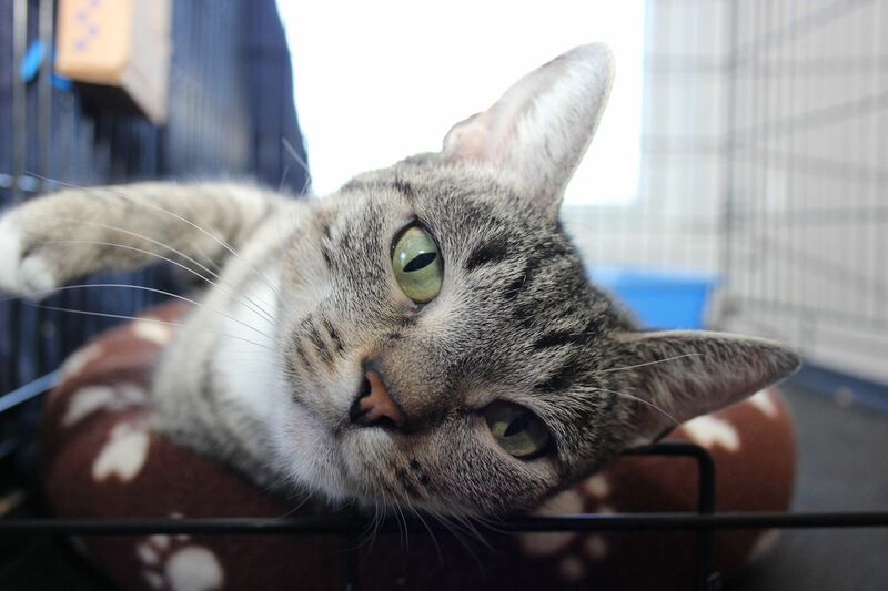 Special Clear The Shelter Pets Nbc Connecticut