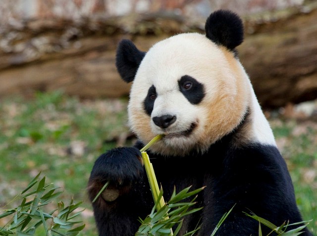 Mei-and-bamboo_MM