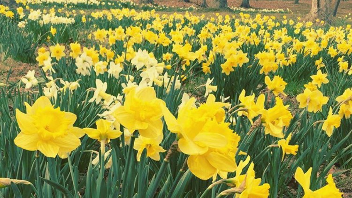 New date announced for Meriden Daffodil Festival NBC Connecticut