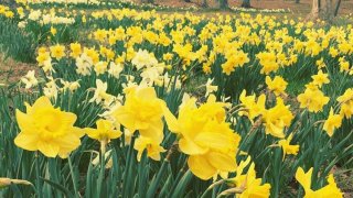 Meriden Daffodil Festival 2017