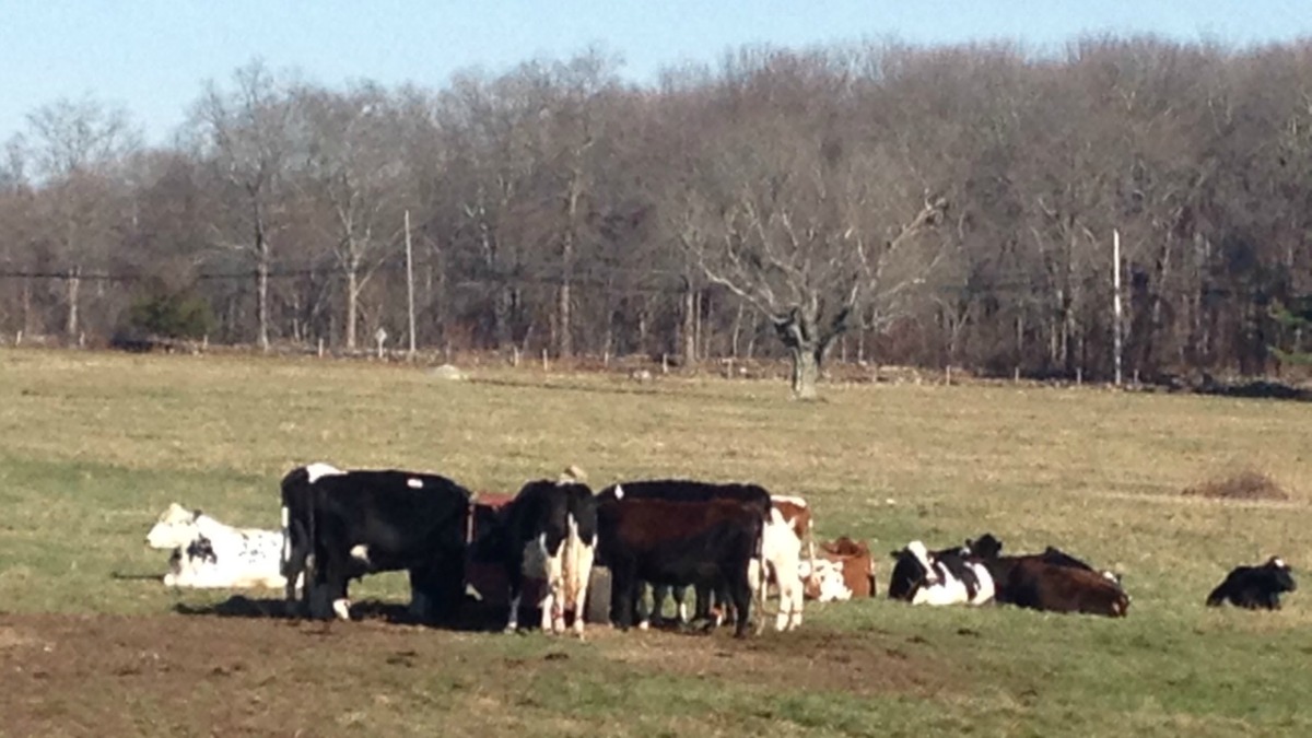Mansfield Dairy Farm Sells Development Rights Through Farm Preservation