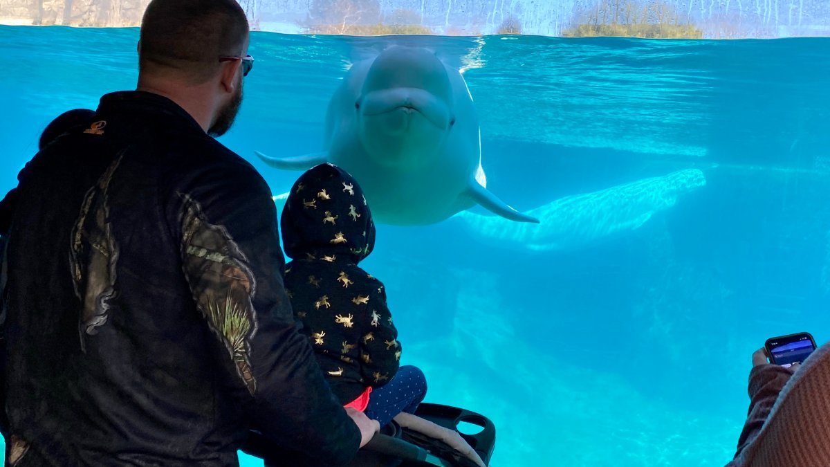 Healthcare workers receive free admission to Mystic Aquarium through March